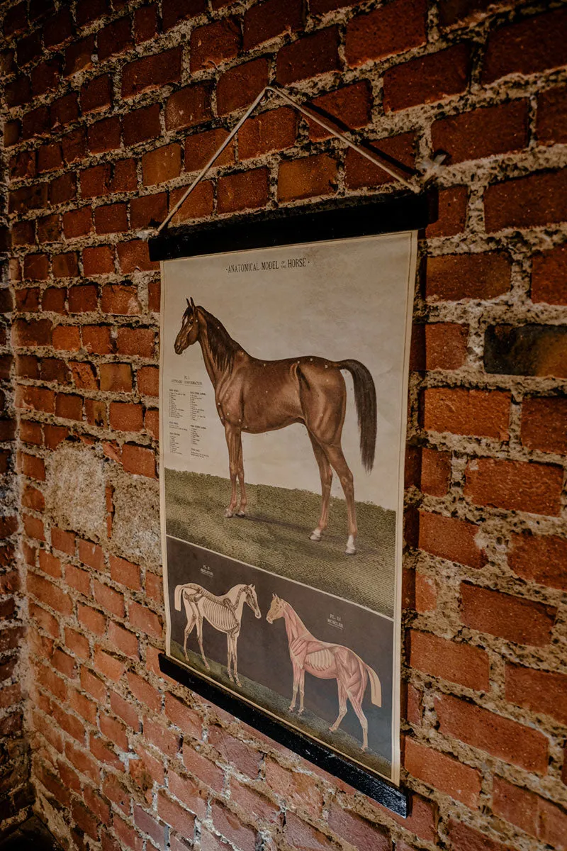 Anatomical model of the horse vintage poster school chart