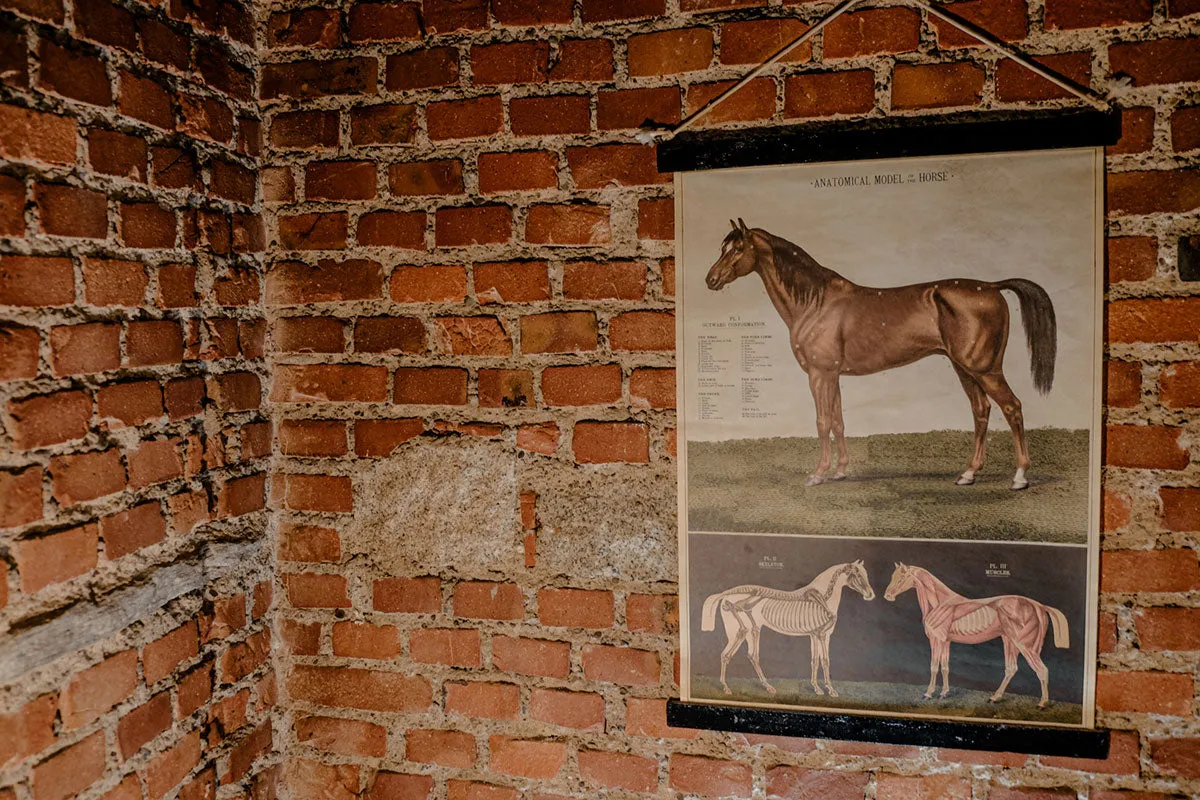 Anatomical model of the horse vintage poster school chart