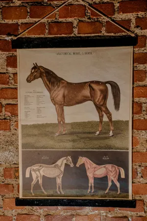 Anatomical model of the horse vintage poster school chart