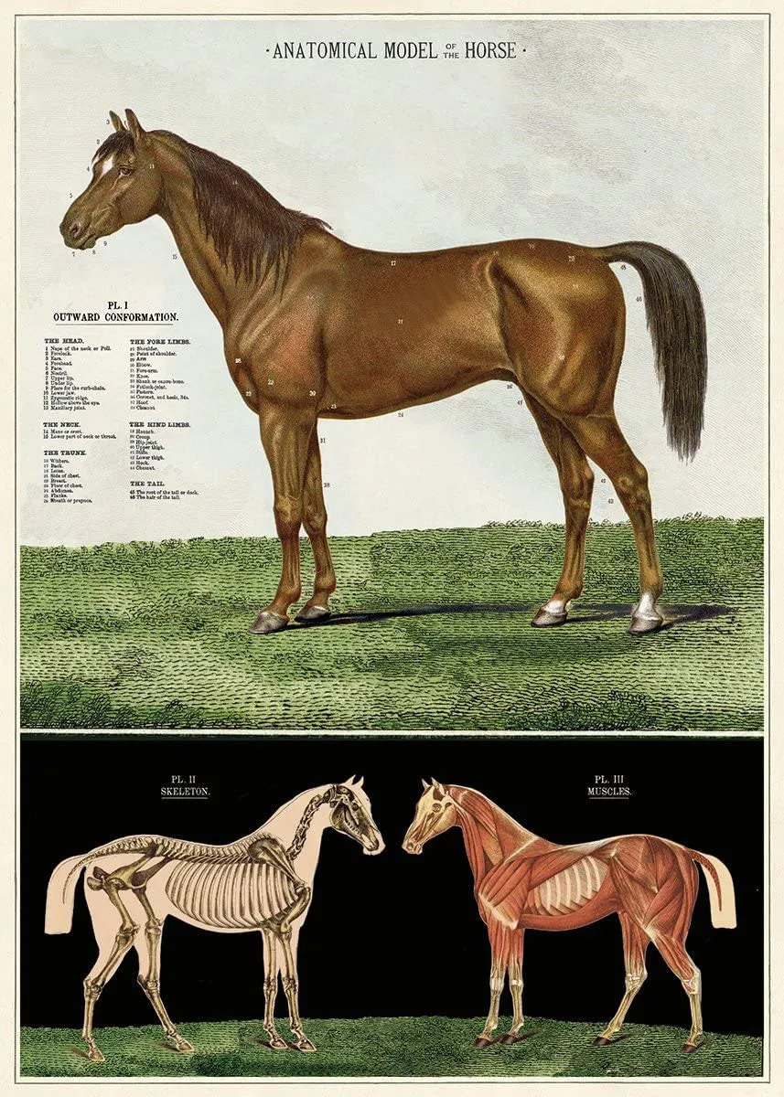 Anatomical model of the horse vintage poster school chart