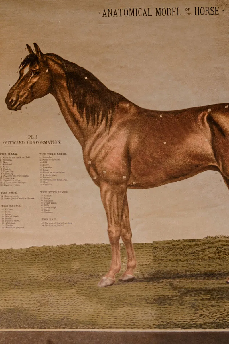 Anatomical model of the horse vintage poster school chart