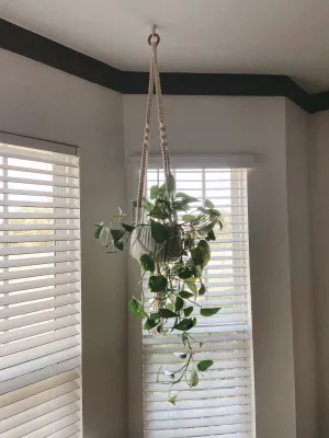 The Vine Plant Hanger