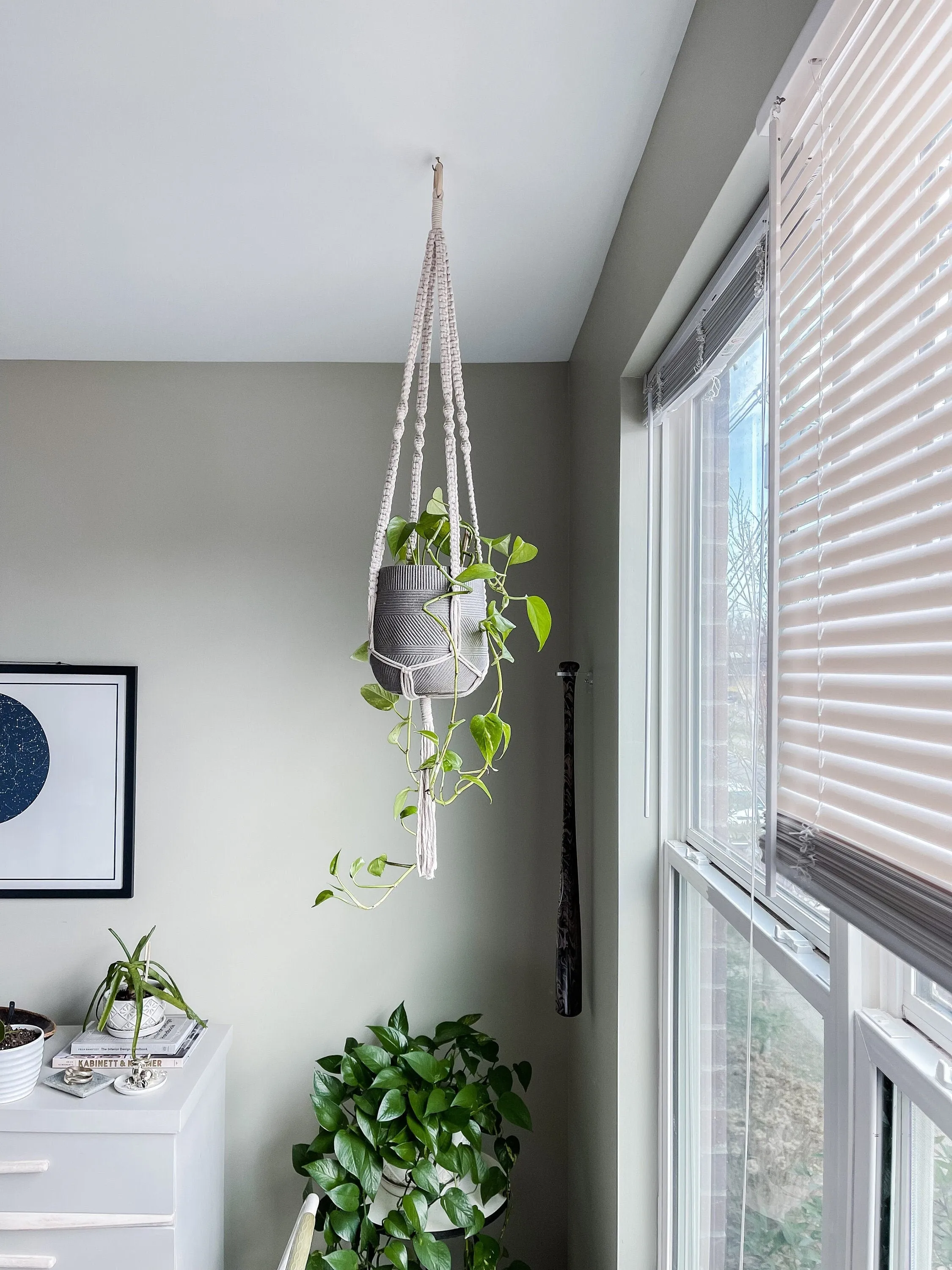 The Vine Plant Hanger